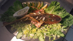 Coral Trout